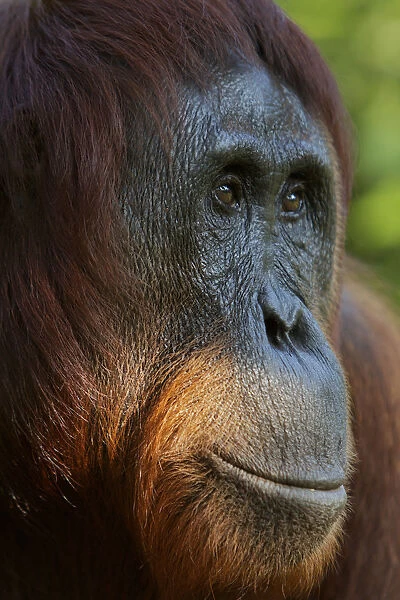 Bornean Orangutan (Pongo pygmaeus) female portrait, Tanjung Puting reserve, Camp Leakey