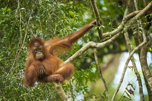 Bornean orangutan (Pongo pygmaeus) baby in tree, Tanjung Puting National Park, Borneo-Kalimatan