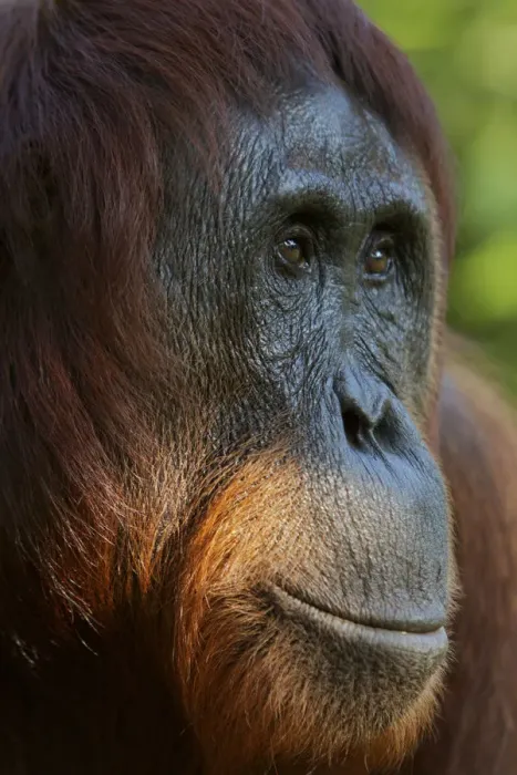 Framed Print : Bornean Orangutan (Pongo pygmaeus) female portrait, Tanjung Puting reserve, Camp Leakey Framed Print : Bornean Orangutan (Pongo pygmaeus) female portrait, Tanjung Puting reserve, Camp Leakey