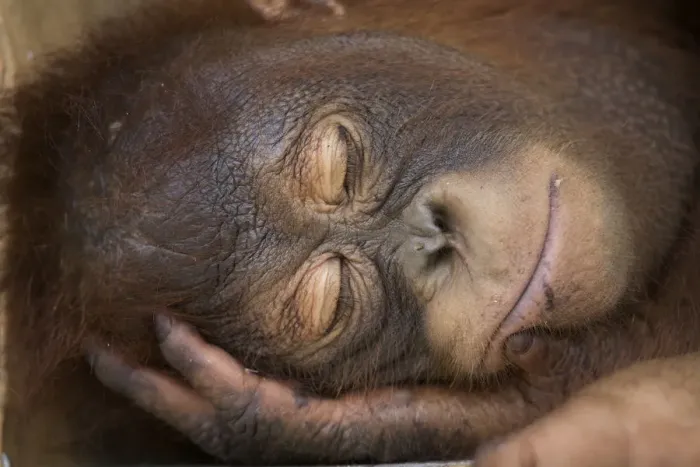 Framed Print : Bornean orangutan (Pongo pygmaeus) juvenile sleeping peacefully, Nyaru Menteng Care Centre Framed Print : Bornean orangutan (Pongo pygmaeus) juvenile sleeping peacefully, Nyaru Menteng Care Centre