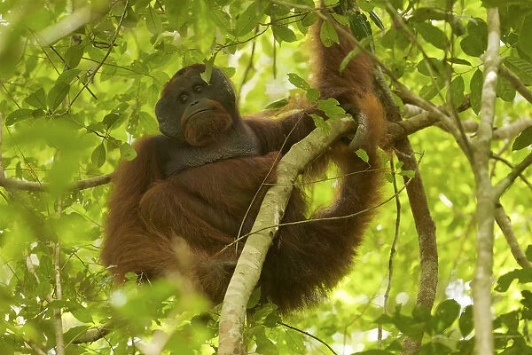 Bornean orangutan (Pongo pygmaeus) male, Gunung Palung National Park, Borneo