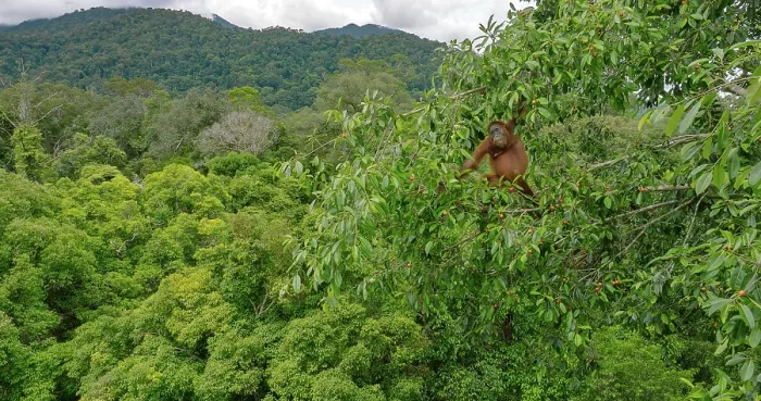 Framed Print : Bornean orangutan (Pongo pygmaeus wurmbii) female, feeding on wild figs (Ficus dubia) in tree top with a view of lowland rainforest in the background, Gunung Palung National Park Framed Print : Bornean orangutan (Pongo pygmaeus wurmbii) female, feeding on wild figs (Ficus dubia) in tree top with a view of lowland rainforest in the background, Gunung Palung National Park
