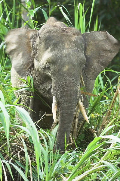 Bornean pygmy elephant (Elephas maximus boreensis) young male feeding. Kinabatangan