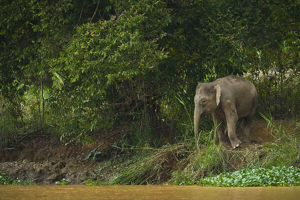 Bornean pygmy forest elephant (Elephas maximus borneensis) browsing beside water