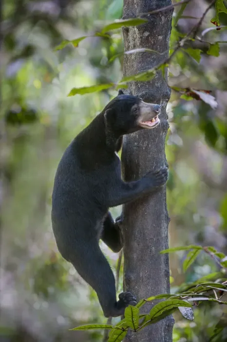 Framed Print : Bornean sun bear (Helarctos malayanus euryspilus) climbing tree at Bornean Sun Bear Framed Print : Bornean sun bear (Helarctos malayanus euryspilus) climbing tree at Bornean Sun Bear