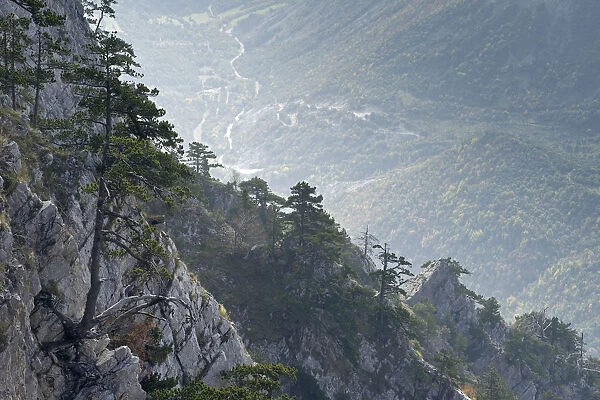 Bosnian pine (Pinus leucodermis) trees growing on rocks with river in the valley below