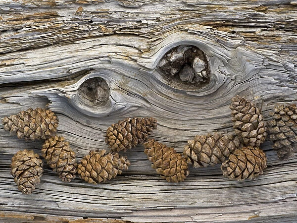 Bosnian pine (Pinus leucodermis) close-up fallen trunk bark with cones, Pollino National Park