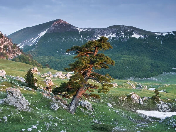 Bosnian pine (Pinus leucodermis  /  heldreichii) in rock strewn landscape, Pollino National Park