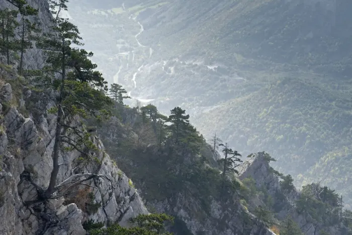Framed Print : Bosnian pine (Pinus leucodermis) trees growing on rocks with river in the valley below Framed Print : Bosnian pine (Pinus leucodermis) trees growing on rocks with river in the valley below