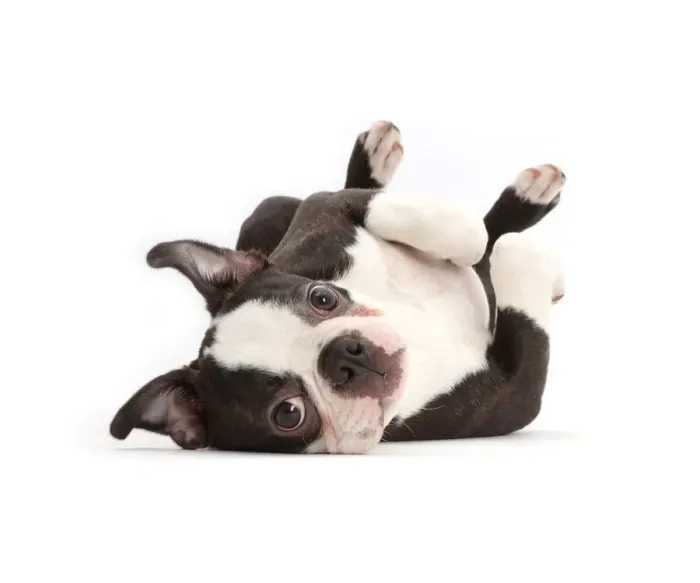 Framed Print : Boston Terrier, age 5 months, lying on his back Framed Print : Boston Terrier, age 5 months, lying on his back