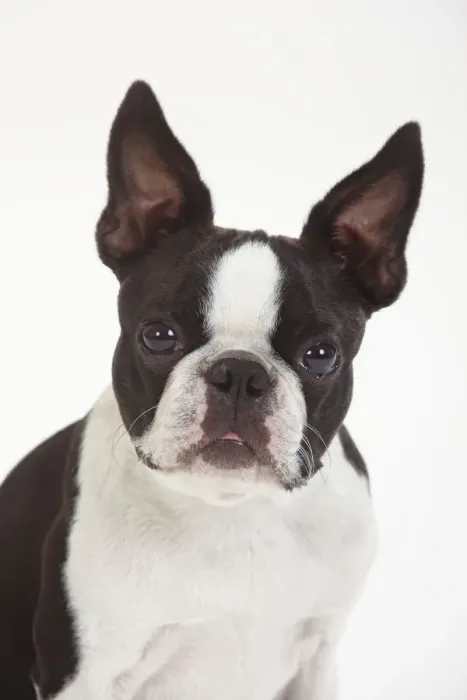 Framed Print : Boston Terrier, head portrait of male Framed Print : Boston Terrier, head portrait of male