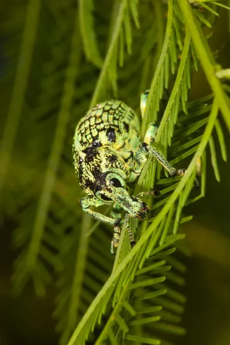 Framed Print : Botany Bay diamond weevil (Chrysolopus spectabilis) close up, Toowoomba, Queensland, Australia