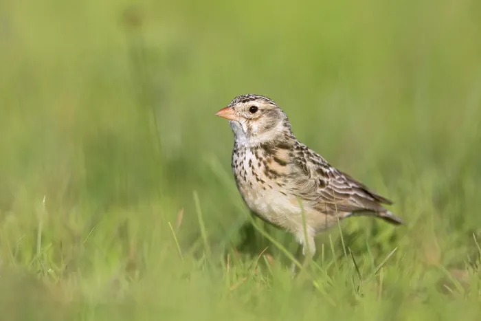Framed Print : Botha's lark (Spizocorys fringillaris) standing on grass, Wakkerstroom, South Africa. Endangered Framed Print : Botha's lark (Spizocorys fringillaris) standing on grass, Wakkerstroom, South Africa. Endangered