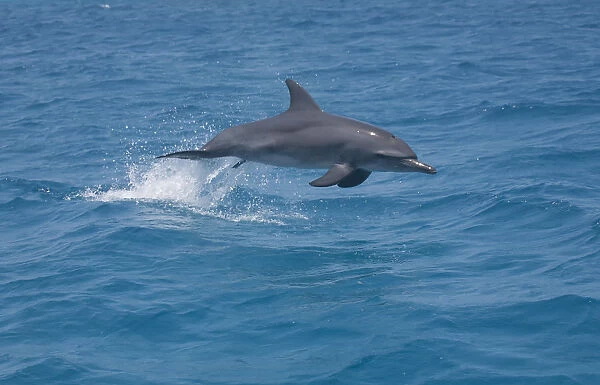 A bottle-nosed Dolphin (Tursiops truncatus) jumping with a Remora (Echeneidae) attached