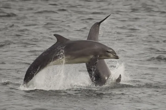Framed Print : Bottle-nosed dolphins (Tursiops truncatus) breaching, Fortrose, Moray Firth, Scotland