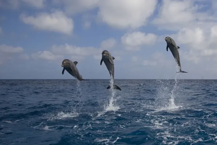 Framed Print : Three Bottle-nosed dolphins (Tursiops truncatus) breaching, Bay Islands, Honduras, Caribbean Framed Print : Three Bottle-nosed dolphins (Tursiops truncatus) breaching, Bay Islands, Honduras, Caribbean