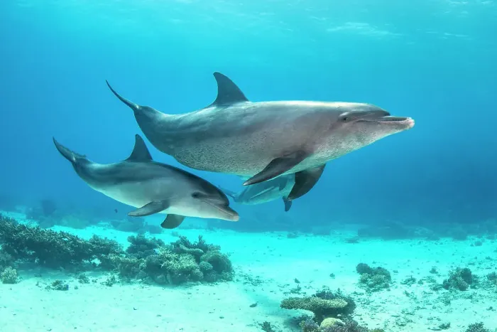 Framed Print : Bottlenose dolphin (Tursiops aduncus) mother baby swimming over a coral reef. Sha'ab El Erg, Hurghada, Egypt. Red Sea Framed Print : Bottlenose dolphin (Tursiops aduncus) mother baby swimming over a coral reef. Sha'ab El Erg, Hurghada, Egypt. Red Sea