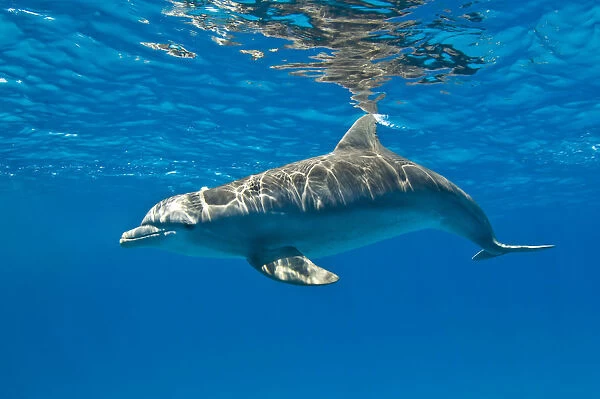 Bottlenose dolphin (Tursiops truncatus) swimming beneath the surface of the sea, Sandy Ridge