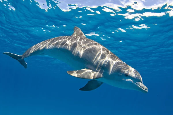 Bottlenose dolphin (Tursiops truncatus) swimming beneath a calm sea surface, Sandy Ridge