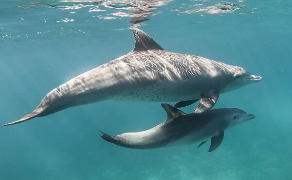 Bottlenose dolphin (Tursiops truncatus) and her calf in waters off of Gubal Island