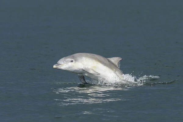 Bottlenose dolphin (Tursiops truncatus) porpoising, Moray Firth, Highlands, Scotland