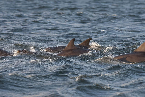Bottlenose dolphin (Tursiops truncatus) group at surface, Moray Firth, Inverness-shire