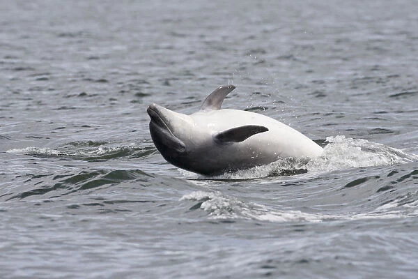 Bottlenose dolphin (Tursiops truncatus) adult spy-hopping, rolling over backwards