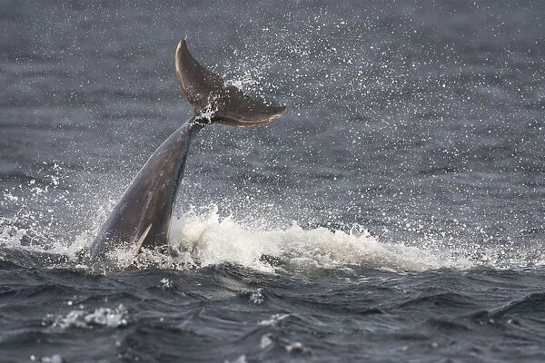 Bottlenose dolphin (Tursiops truncatus) breaching, Moray Firth, Inverness-shire