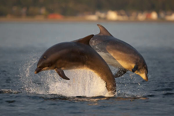 Bottlenose dolphin (Tursiops truncatus) two breaching in evening light, Moray Firth