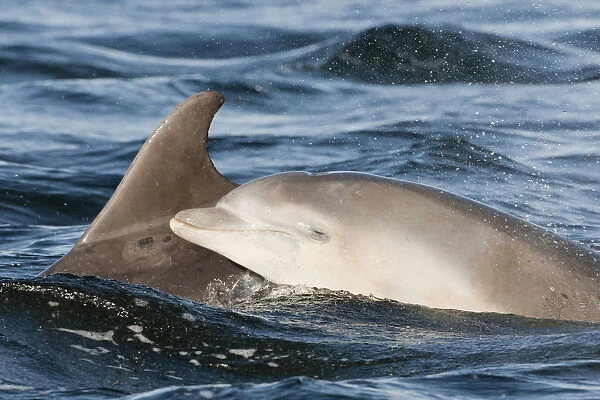 Bottlenose dolphin (Tursiops truncatus) mother and calf breaking surface, Moray Firth