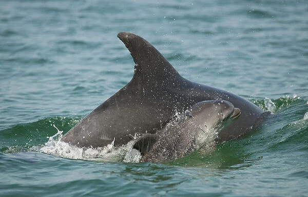 Bottlenose Dolphin (Tursiops truncatus) baby swimming near to mother, Sado Estuary