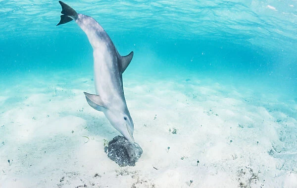 Bottlenose dolphin (Tursiops truncatus) underwater rubbing herself on a sponge off Eleuthera