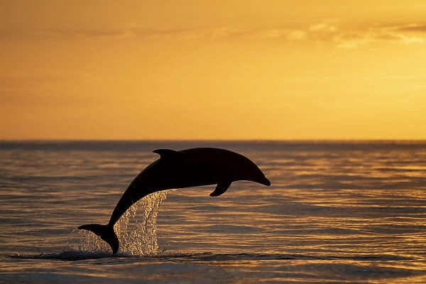 Bottlenose dolphin (Tursiops truncatus) jump at the sunset of the mouth, Sado Estuary