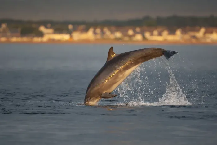 Framed Print : Bottlenose dolphin (Tursiops truncatus) breaching in evening light, Moray Firth, Inverness-shire Framed Print : Bottlenose dolphin (Tursiops truncatus) breaching in evening light, Moray Firth, Inverness-shire
