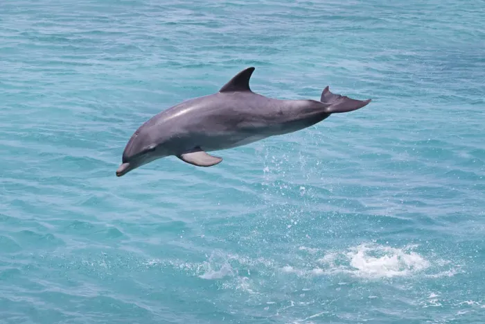 Framed Print : Bottlenose Dolphin (Tursiops truncatus) leaping, Curacao, Netherland Antilles, Caribbean Framed Print : Bottlenose Dolphin (Tursiops truncatus) leaping, Curacao, Netherland Antilles, Caribbean