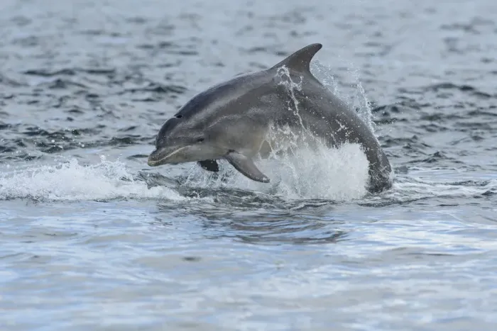 Framed Print : Bottlenose dolphin (Tursiops truncatus) porpoising, Moray Firth, Highlands, Scotland, UK Framed Print : Bottlenose dolphin (Tursiops truncatus) porpoising, Moray Firth, Highlands, Scotland, UK