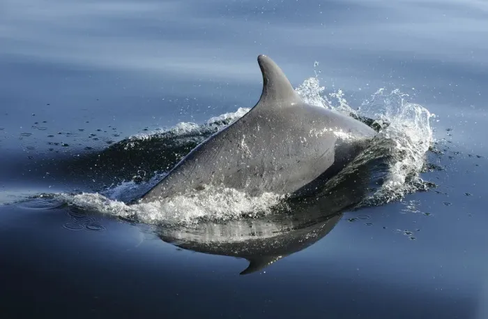 Framed Print : Bottlenose dolphin (Tursiops truncatus) surfacing, off the Lleyn Peninsula, North Wales, UK Framed Print : Bottlenose dolphin (Tursiops truncatus) surfacing, off the Lleyn Peninsula, North Wales, UK