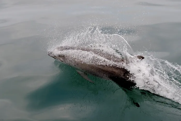 Framed Print : Bottlenose dolphin (Tursiops truncatus) surfacing, Cardigan Bay, Wales, Irish Sea, May Framed Print : Bottlenose dolphin (Tursiops truncatus) surfacing, Cardigan Bay, Wales, Irish Sea, May