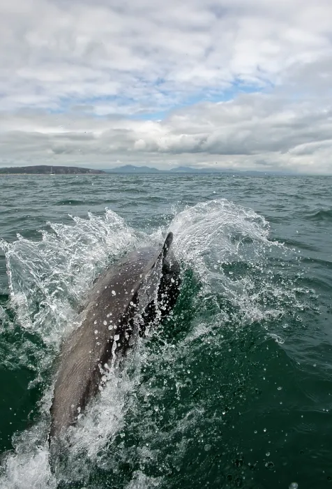 Framed Print : Bottlenose dolphin (Tursiops truncatus) surfacing with Llyn Peninsula behind, Abersoch, Gwynedd, Cardigan Bay, May Framed Print : Bottlenose dolphin (Tursiops truncatus) surfacing with Llyn Peninsula behind, Abersoch, Gwynedd, Cardigan Bay, May