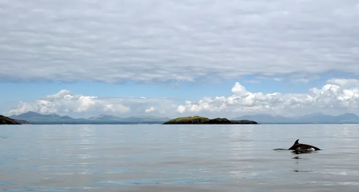 Framed Print : Bottlenose dolphin (Tursiops truncatus) surfacing with St Tudwals Islands behind, Abersoch, Gwynedd, Wales, UK, Cardigan Bay, July Framed Print : Bottlenose dolphin (Tursiops truncatus) surfacing with St Tudwals Islands behind, Abersoch, Gwynedd, Wales, UK, Cardigan Bay, July
