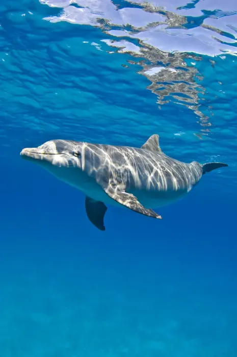 Framed Print : Bottlenose dolphin (Tursiops truncatus) swimming beneath a calm sea surface. Sandy Ridge Framed Print : Bottlenose dolphin (Tursiops truncatus) swimming beneath a calm sea surface. Sandy Ridge