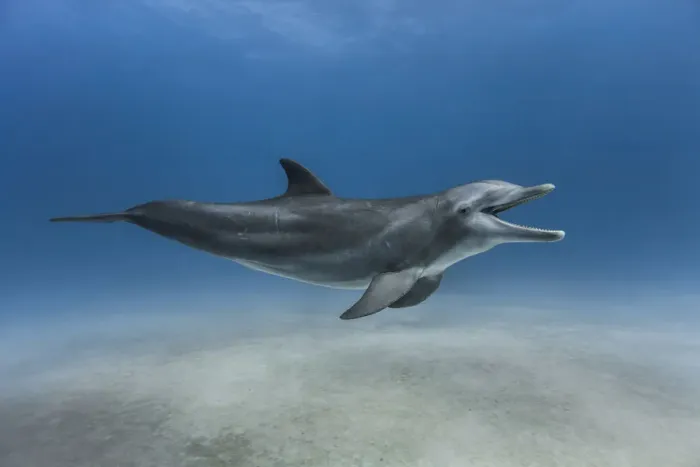 Framed Print : Bottlenose dolphin (Tursiops truncatus) swimming over a sandy bottom, Grand Bahama Framed Print : Bottlenose dolphin (Tursiops truncatus) swimming over a sandy bottom, Grand Bahama
