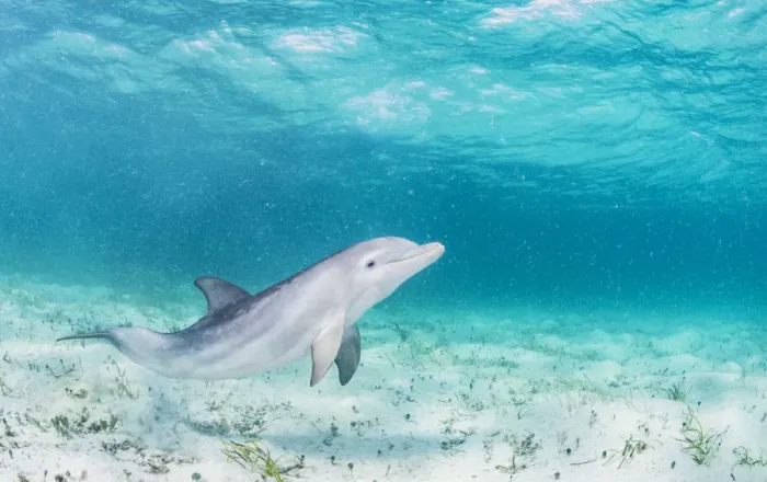 Framed Print : Bottlenose dolphin (Tursiops truncatus) underwater playing in the shallows off Eleuthera, Bahamas