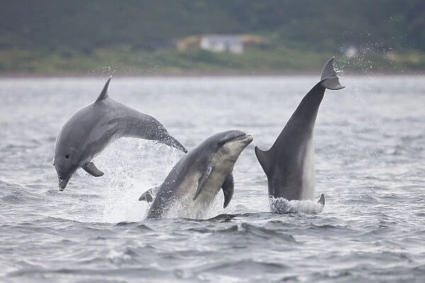 Three Bottlenose dolphins (Tursiops truncatus) breaching, Moray Firth, Scotland, UK, July