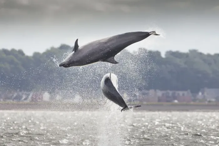 Framed Print : Two Bottlenose dolphins (Tursiops truncatus) breaching, Moray Firth, Scotland, UK Framed Print : Two Bottlenose dolphins (Tursiops truncatus) breaching, Moray Firth, Scotland, UK
