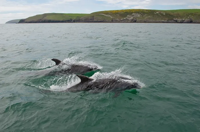 Framed Print : Bottlenose dolphins (Tursiops truncatus) surfacing, Abersoch, Gwynedd, Wales, UK, Cardigan Bay, May Framed Print : Bottlenose dolphins (Tursiops truncatus) surfacing, Abersoch, Gwynedd, Wales, UK, Cardigan Bay, May