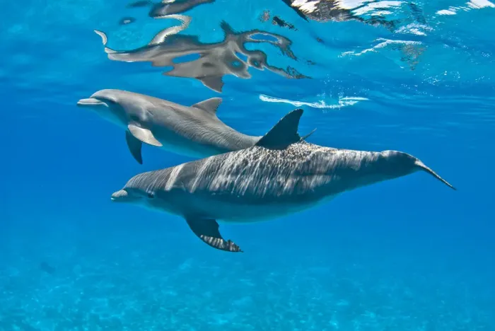 Framed Print : Bottlenose dolphins (Tursiops truncatus) swimming beneath the surface. Sandy Ridge Framed Print : Bottlenose dolphins (Tursiops truncatus) swimming beneath the surface. Sandy Ridge