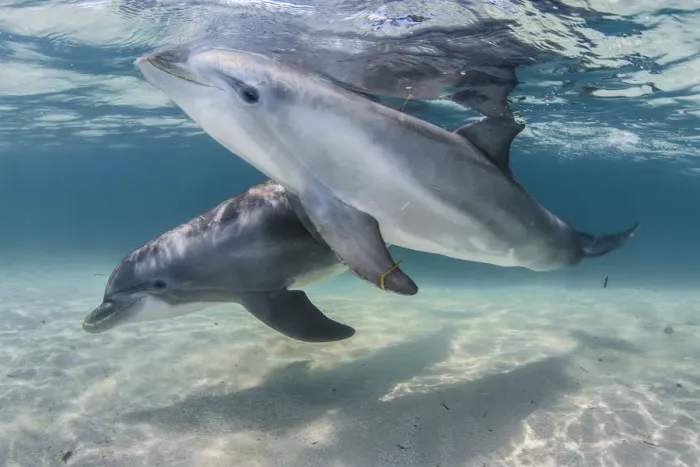 Framed Print : Bottlenose dolphins (Tursiops truncatus) swimming over a sandy bottom, Roatan Island Framed Print : Bottlenose dolphins (Tursiops truncatus) swimming over a sandy bottom, Roatan Island