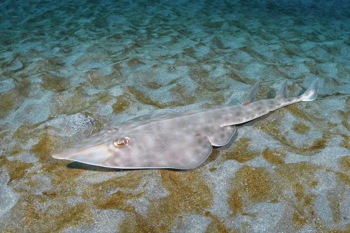 Framed Print : Bottlenose guitarfish (Rhinobatos schlegelii) resting on seabed, Chiba Prefecture, Honshu, Japan, North Pacific Ocean Framed Print : Bottlenose guitarfish (Rhinobatos schlegelii) resting on seabed, Chiba Prefecture, Honshu, Japan, North Pacific Ocean