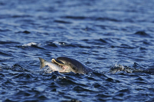 Bottlenosed dolphin (Tursiops truncatus) feeding on Salmon, Moray Firth, Nr Inverness